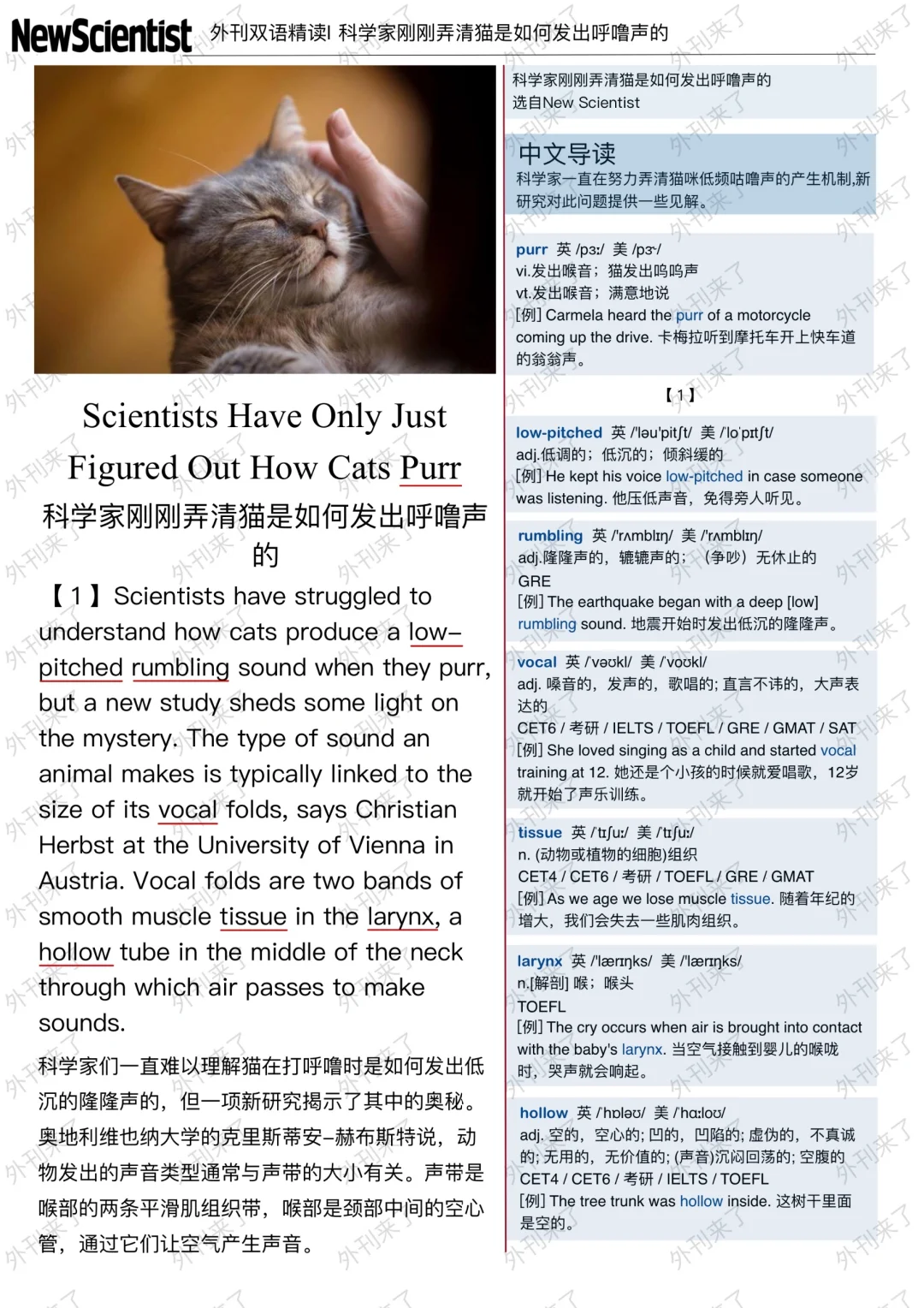 外刊精读210｜小猫咪是如何发出呼噜声的