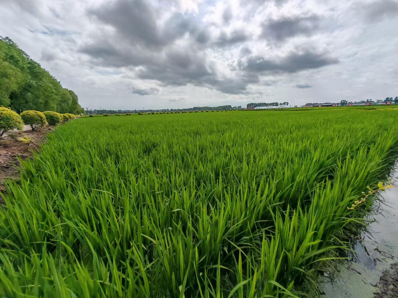 今日分享随手拍照片广阔的大地稻浪飘香，一年的希望让我们为农民兄弟祈福，风调雨顺获