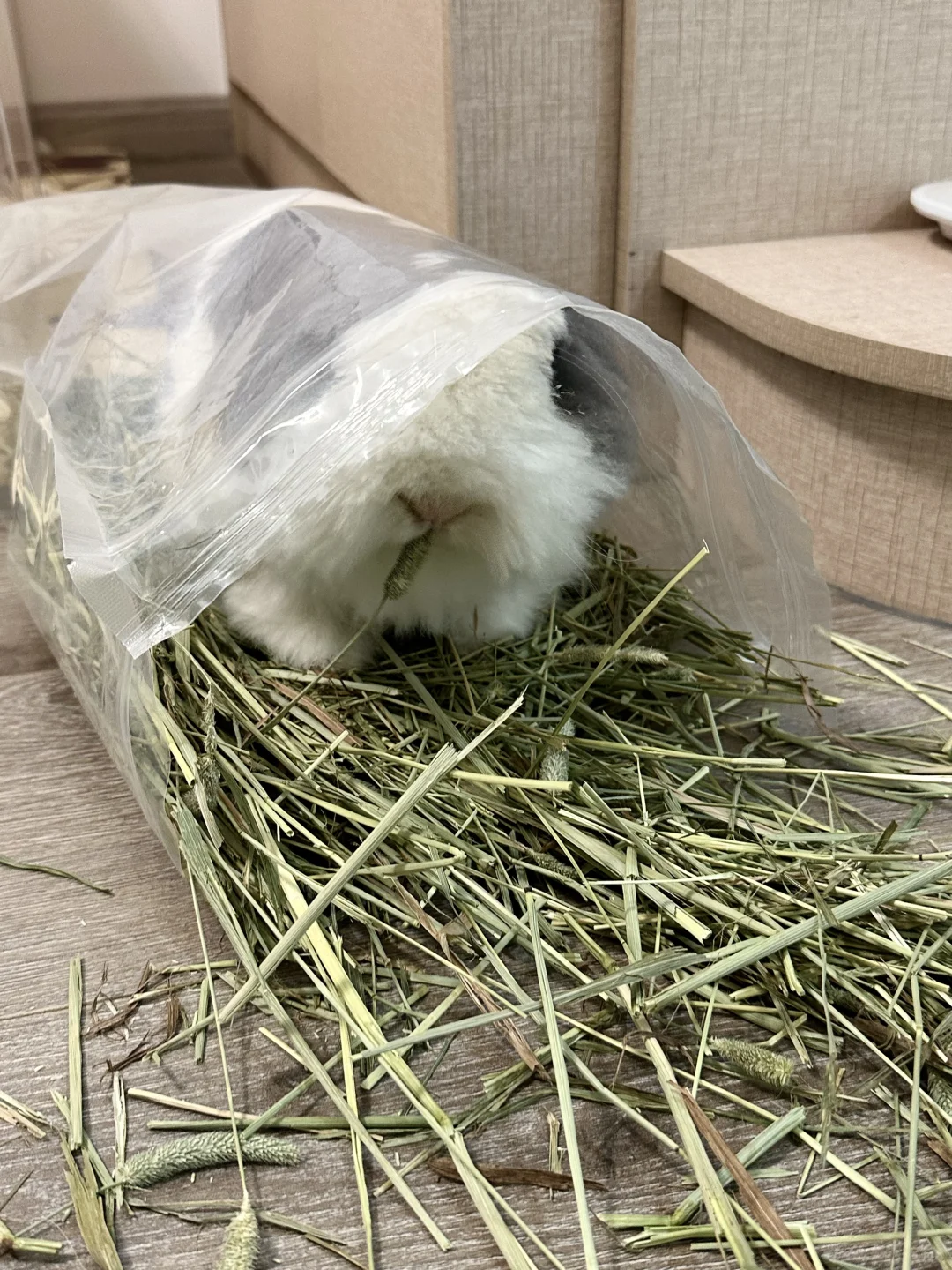 谁教你这么吃饭的😵‍💫