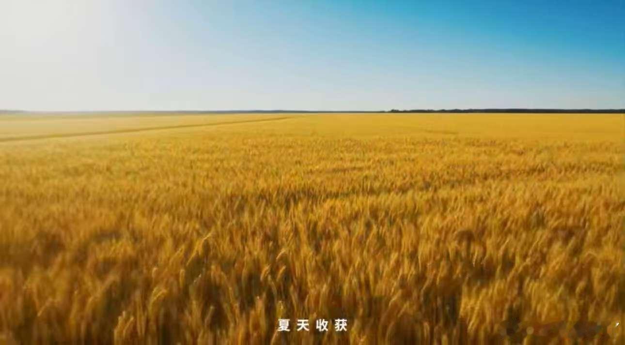 隆尧45万亩麦田养活的不只是种地农民！今麦郎本地全产业链搭建起完整就业体系：田间