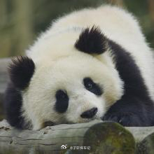 大熊猫家美大崽去世 看到消息心都揪紧了，太难受了😭才7个多月大，还没来得及好好