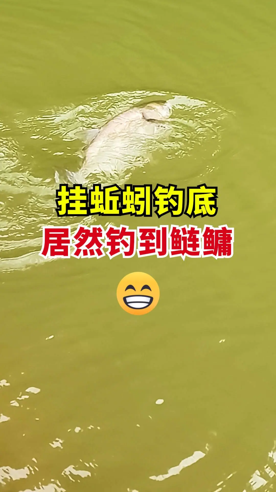 蚯蚓钓底，居然钓到一条鲢鳙！😂不应该是 嘛