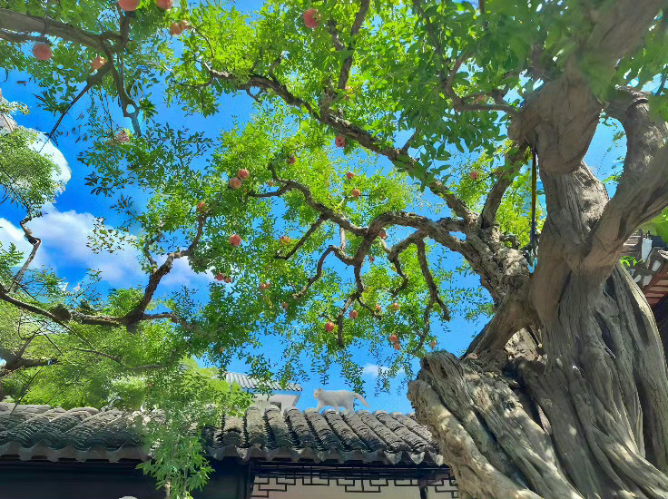 这组绿色iPad壁纸也太护眼了吧❗️ 