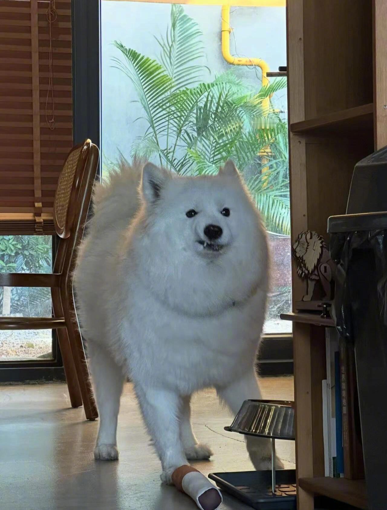 狗狗祟祟具像化 ​​​
