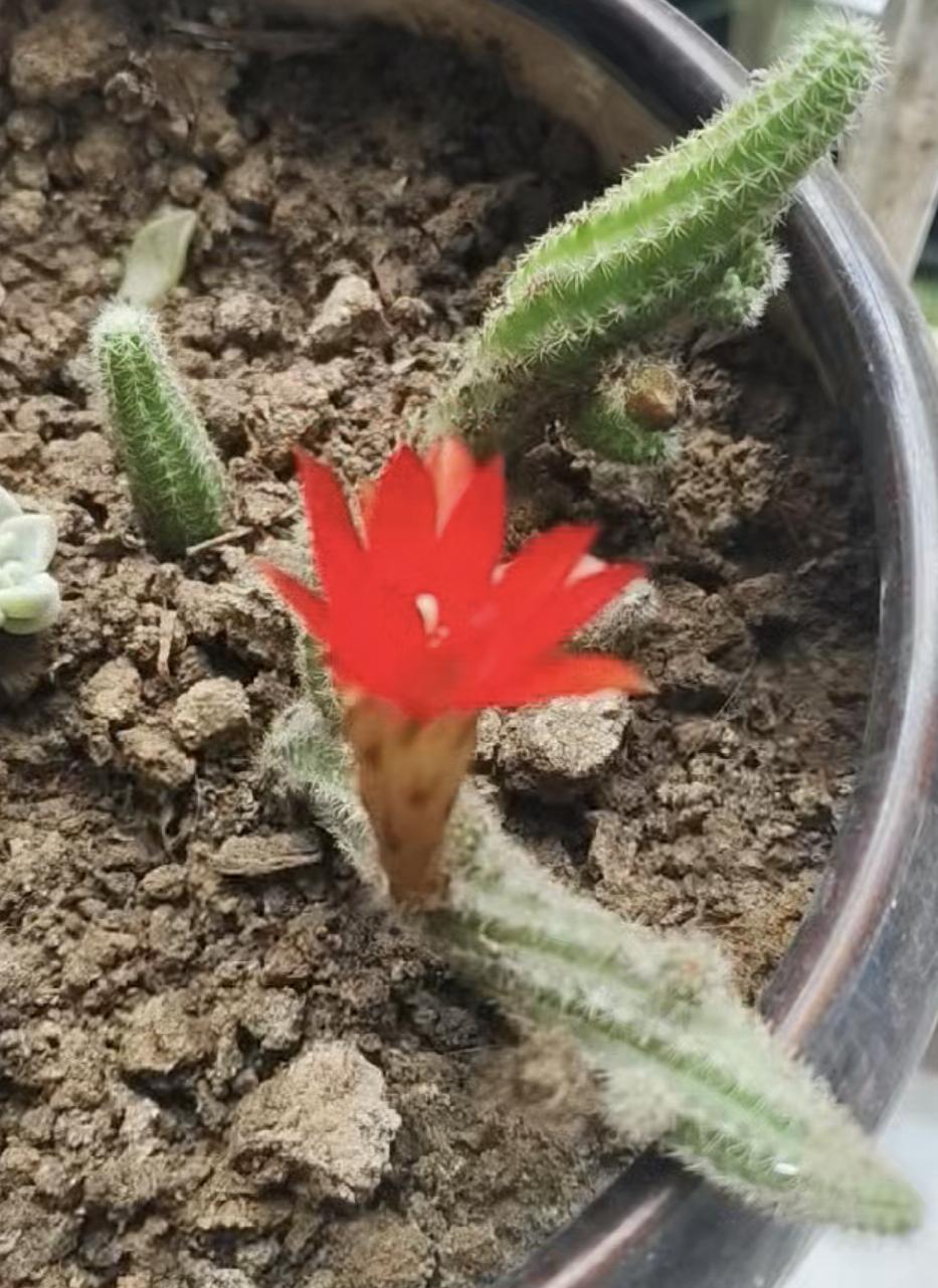 小小的你，开的那么艳开的那么美！花花都很美 角落里的小花朵 小⼦ 小β 小𬍛 