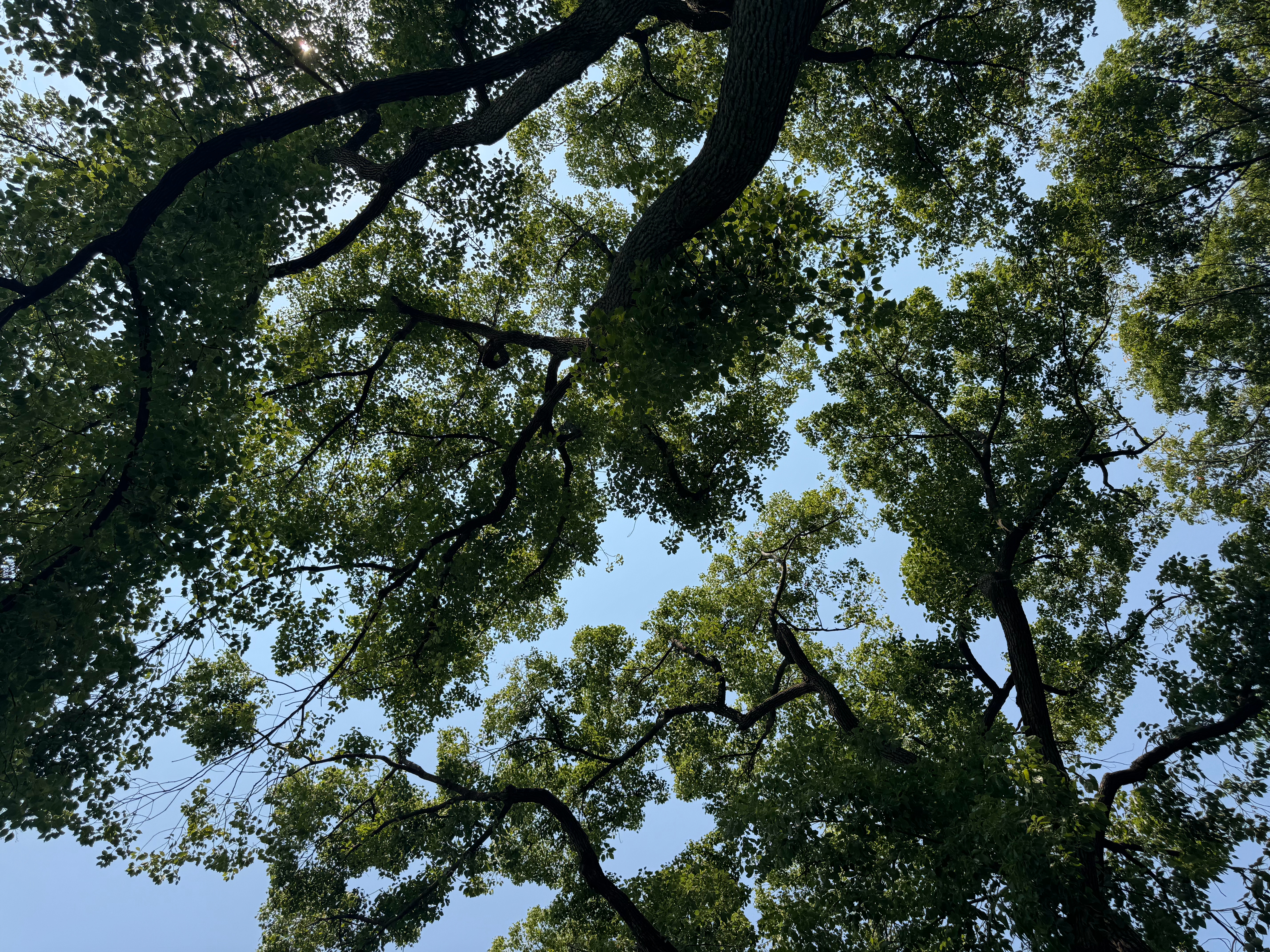 这个叫大树害羞现象 ​​​
