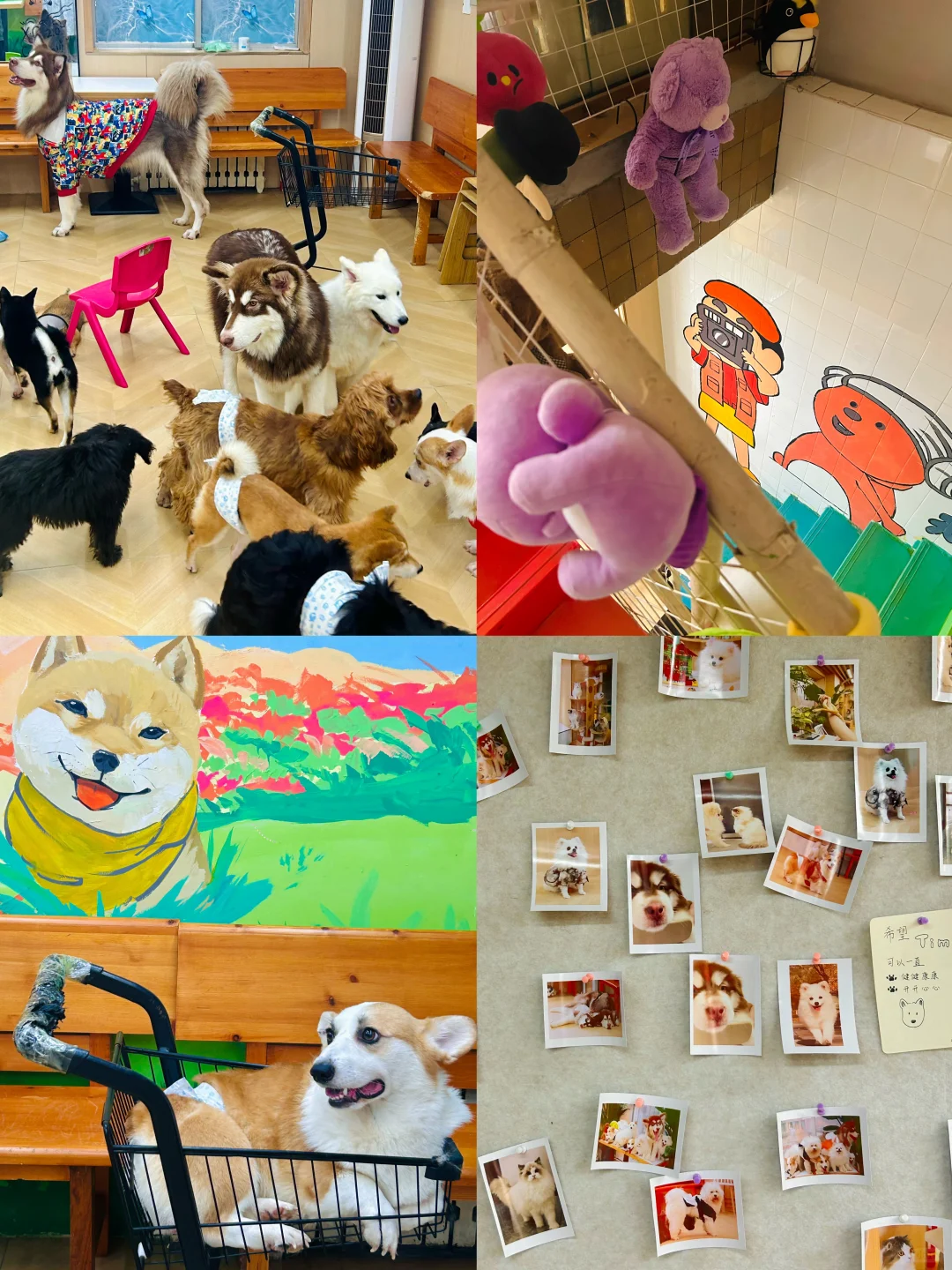 西安·喜柴宠咖· 小狗的爱🐶是永永远远…🐾
