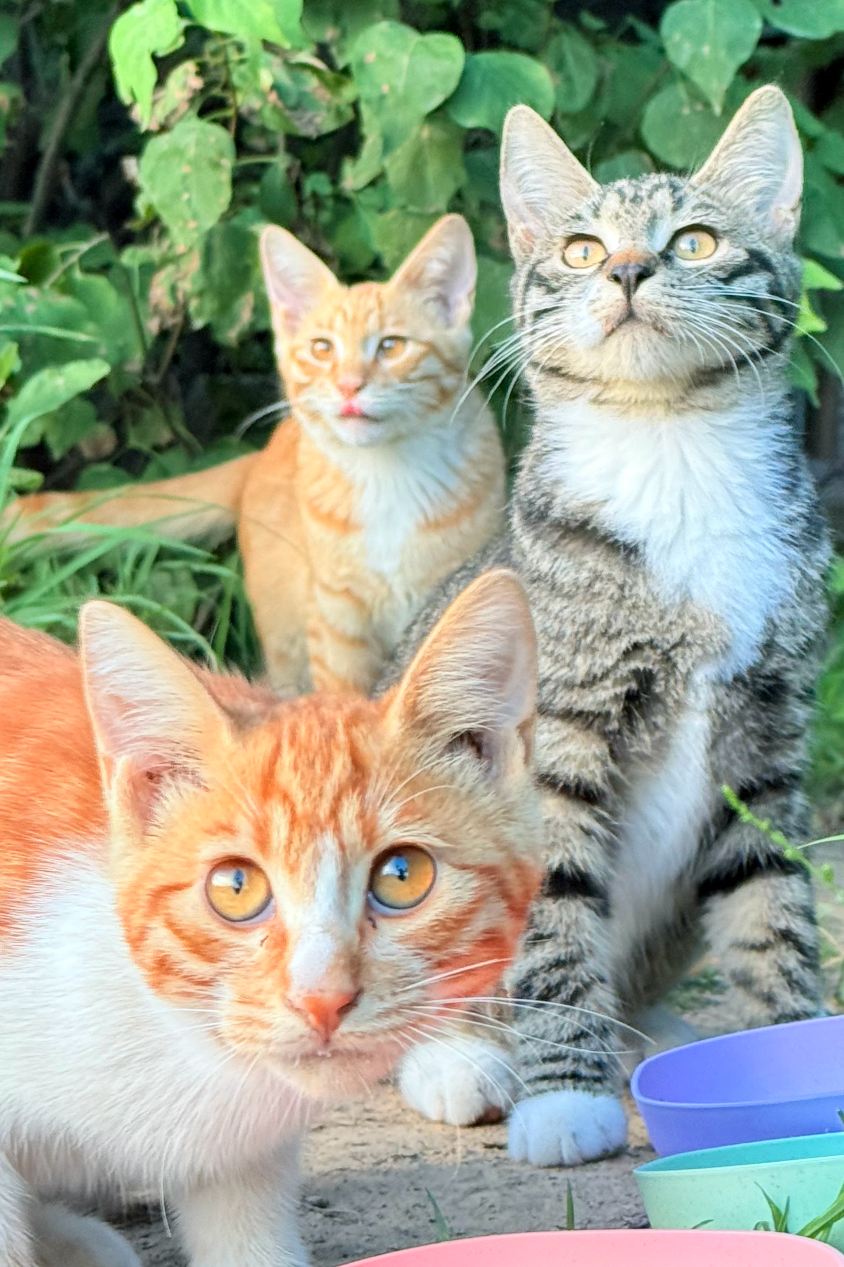 我喂着的可爱的小猫们。自从喂流浪猫以来时常状况不断，有时候真是如履薄冰。这段时间