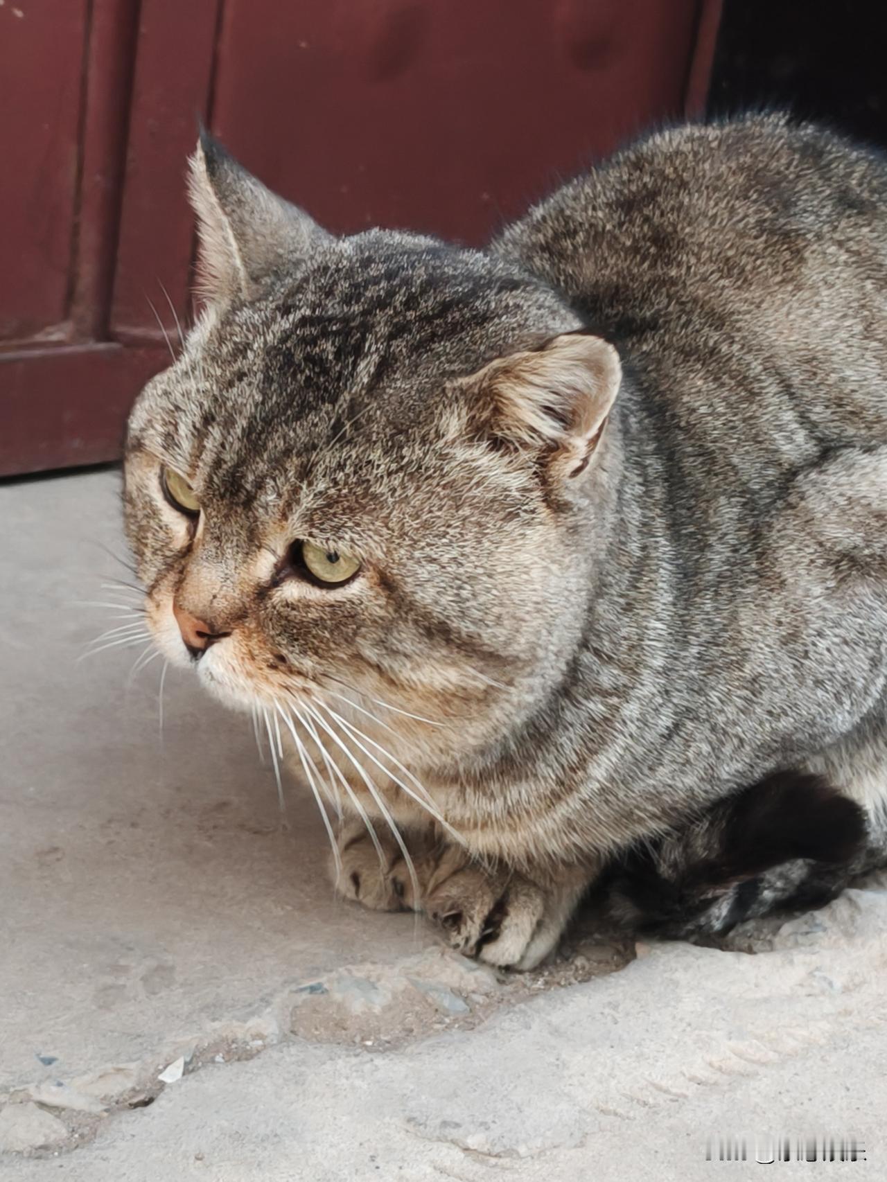 猫咪白天睡觉，晚上活动，这猫怀了小猫，天天睡觉，每天卧在大门口，也不怎么爱走动。