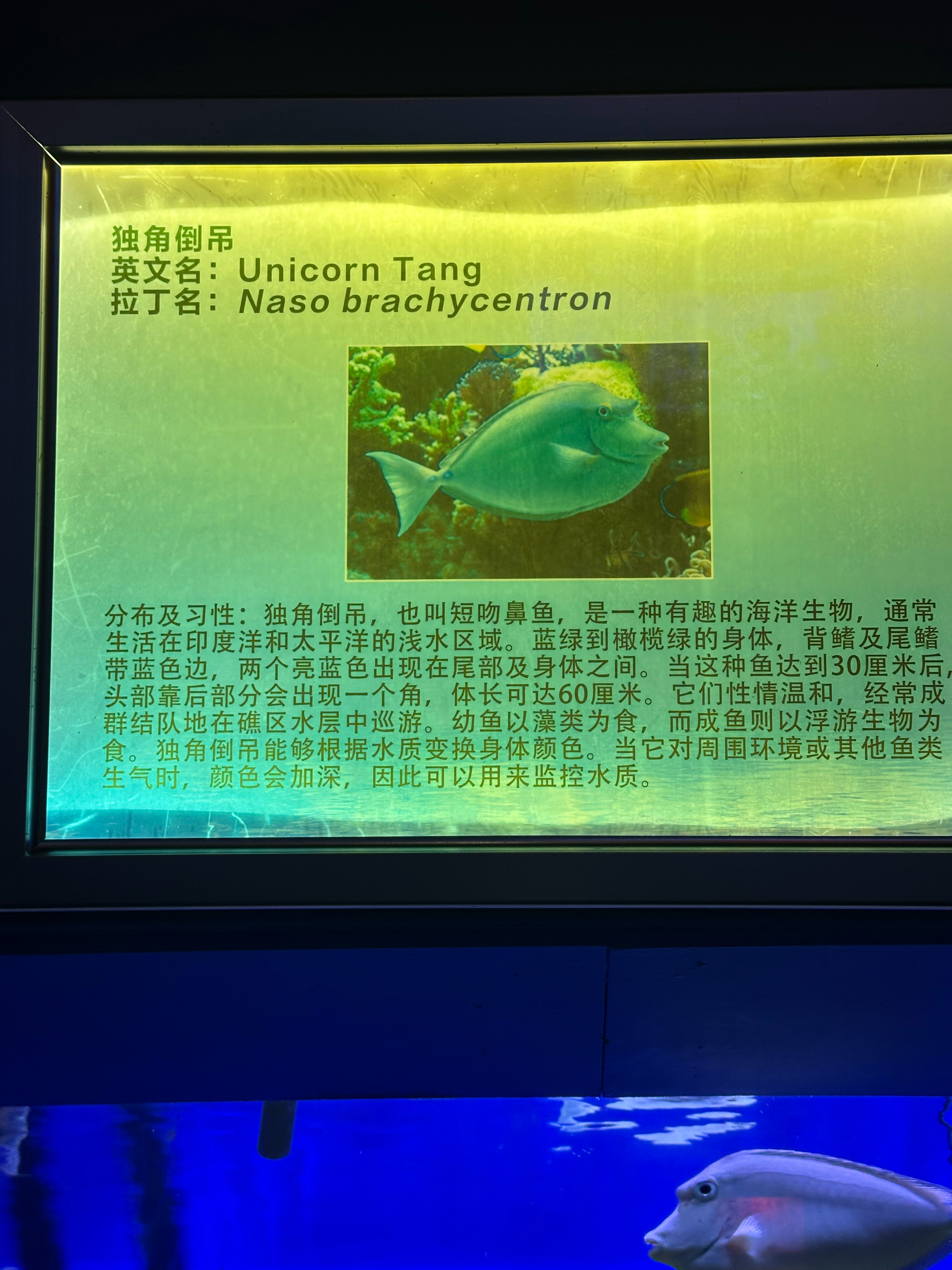 今天去水族馆，发现这种倒吊鱼都叫xx tang，还以为是跟中华有什么关系，问了一