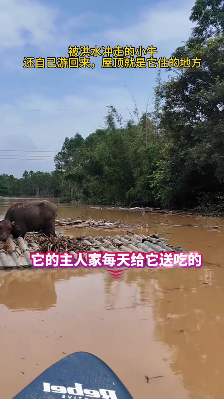 被洪水冲走的小牛还自己游回来，屋顶就是它住的地方，它的主人家每天给它送吃的。