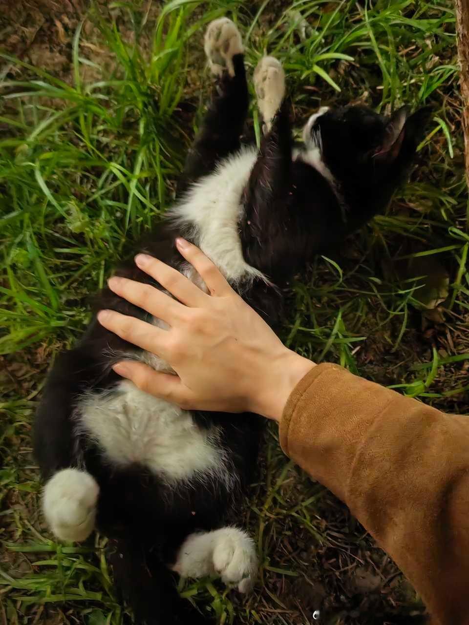 【北京领养】学校里的小流浪，公猫，约4个月大，未绝育，未打疫苗。肠胃较弱，吃罐头