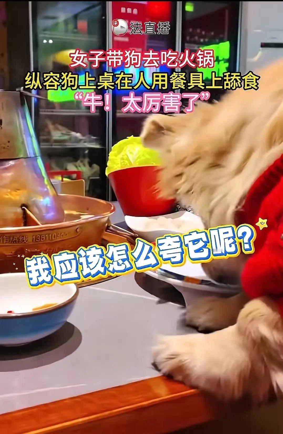 北京，女子带狗吃火锅，让狗上桌吃羊肉卷，还笑着拍视频炫耀，但这下笑不出来了！老板