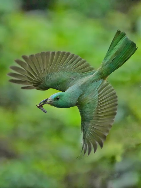 原谅色小鸟你见过吗？