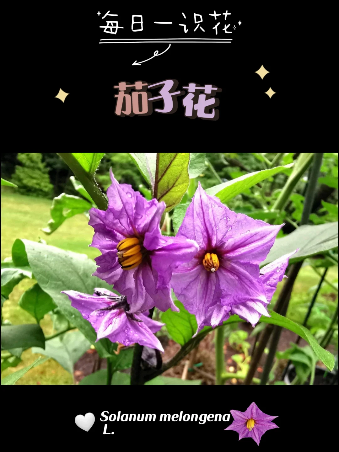 每天认识一种花之【茄子花】day71