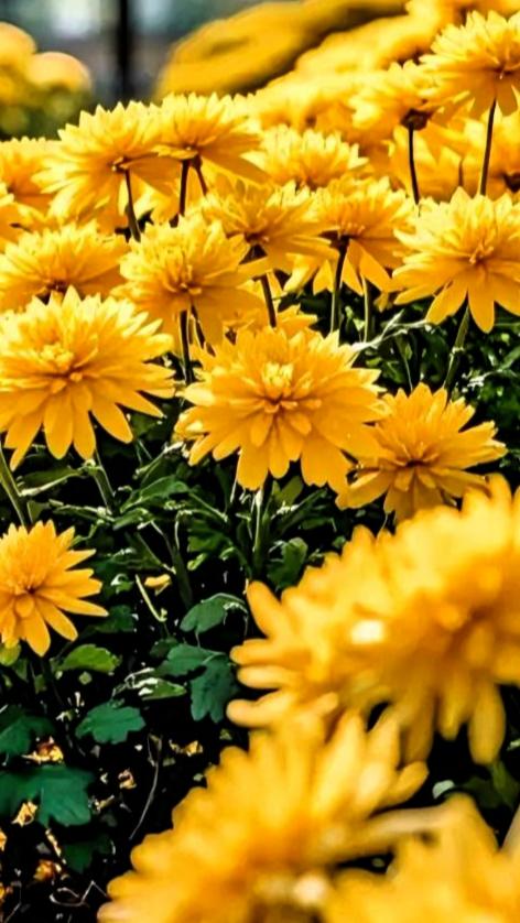 [比心]风欠三分账 赊来柳絮翩翩飞，这个联真是佳作，用拟人化的手法，把风写活了，