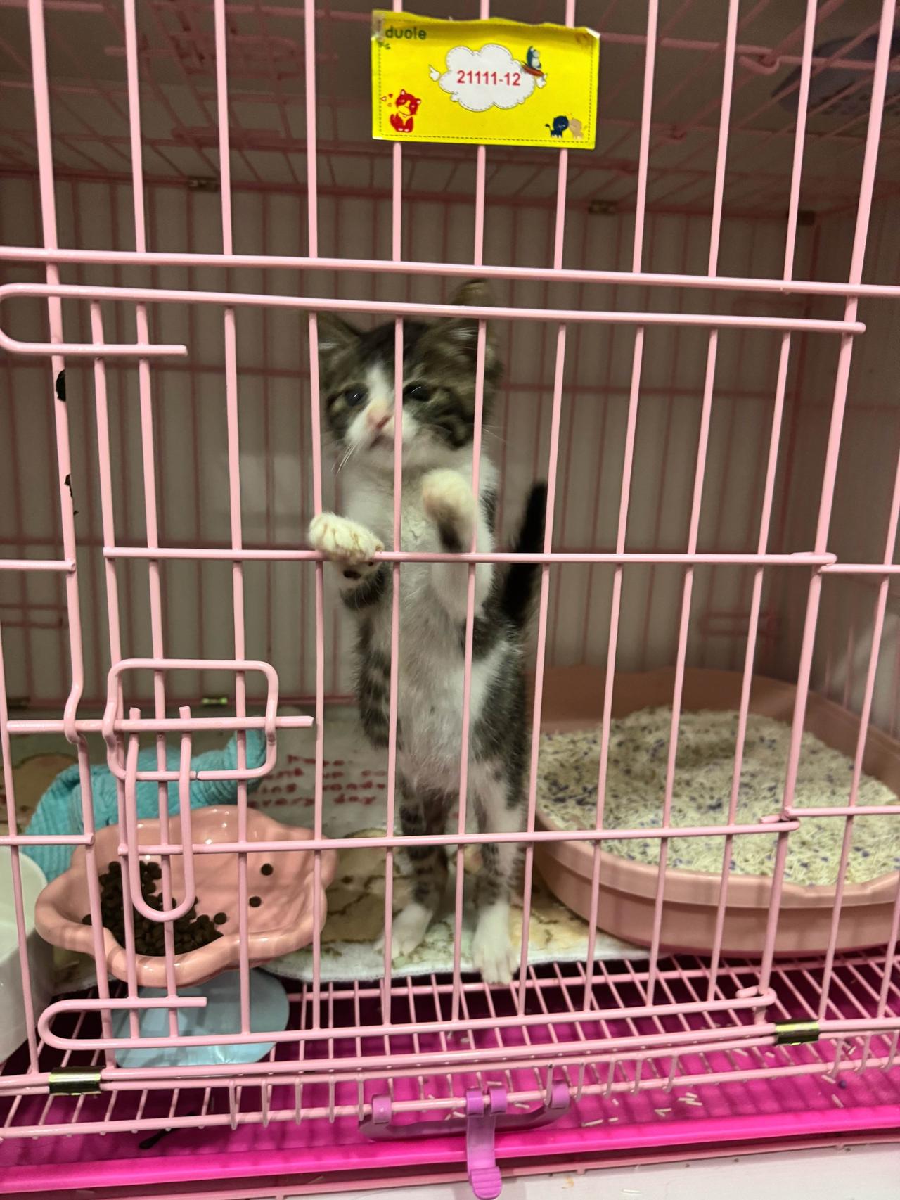 被好心出租车大哥救的流浪小奶猫，跟二两小时候一样可爱