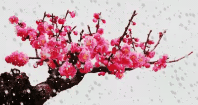 知道这句诗吗？
“梅须逊雪三分白，雪却输梅一段香”。
要问梅花和雪花哪个更好？我
