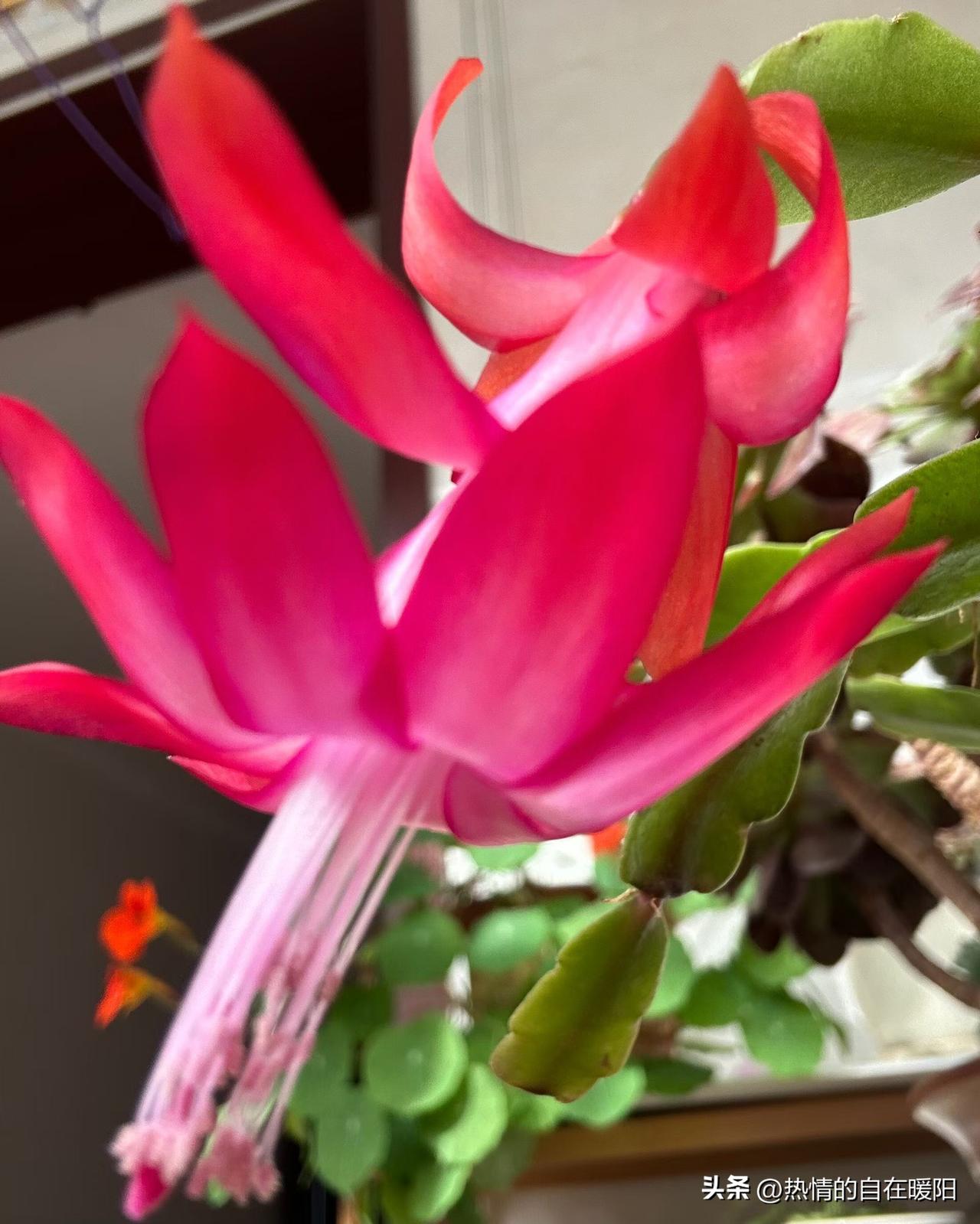 看看我的新年签:

签题  桃李成蹊福满门

签辞
朱笔尘封韵未休，
春风送暖入