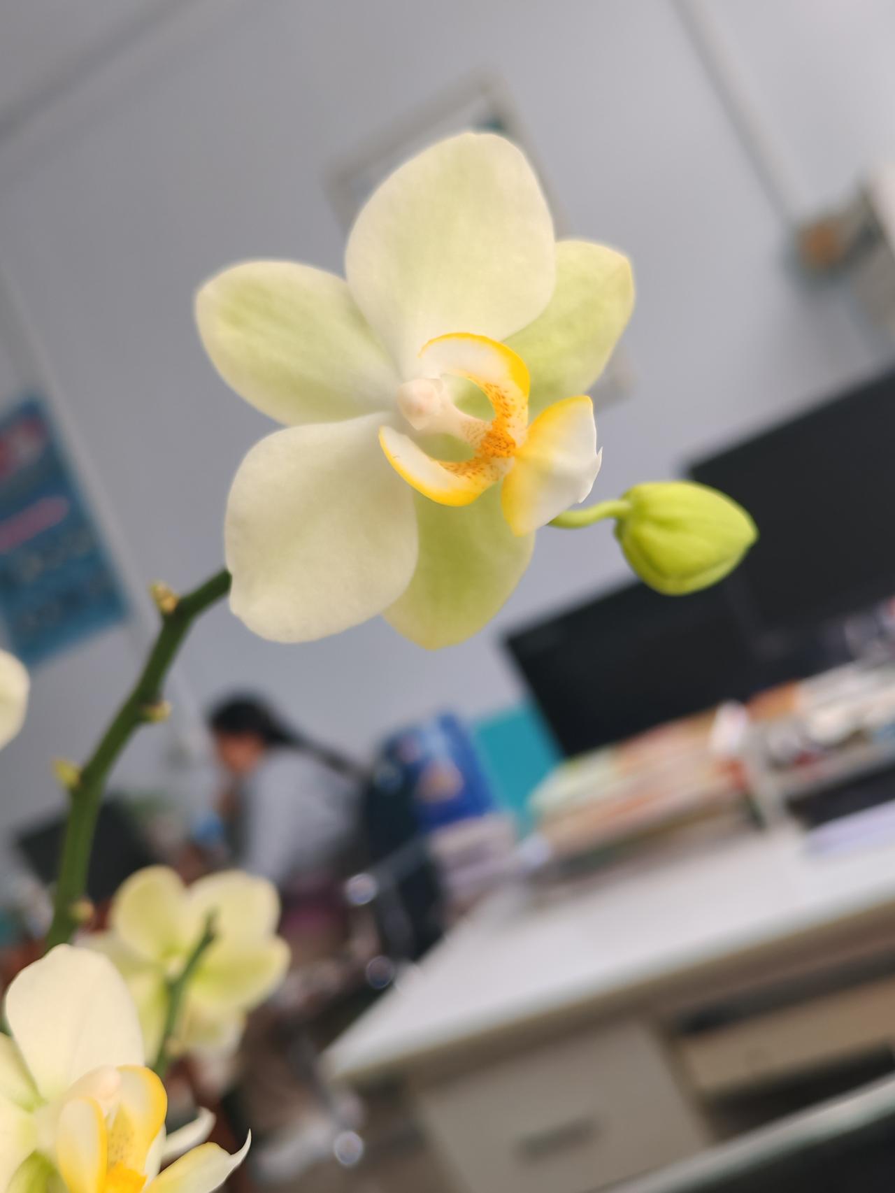 还是我的花花更让我开心颜，
我的花花就是棒，
快半年了还有这么多花，
咋这么棒呢