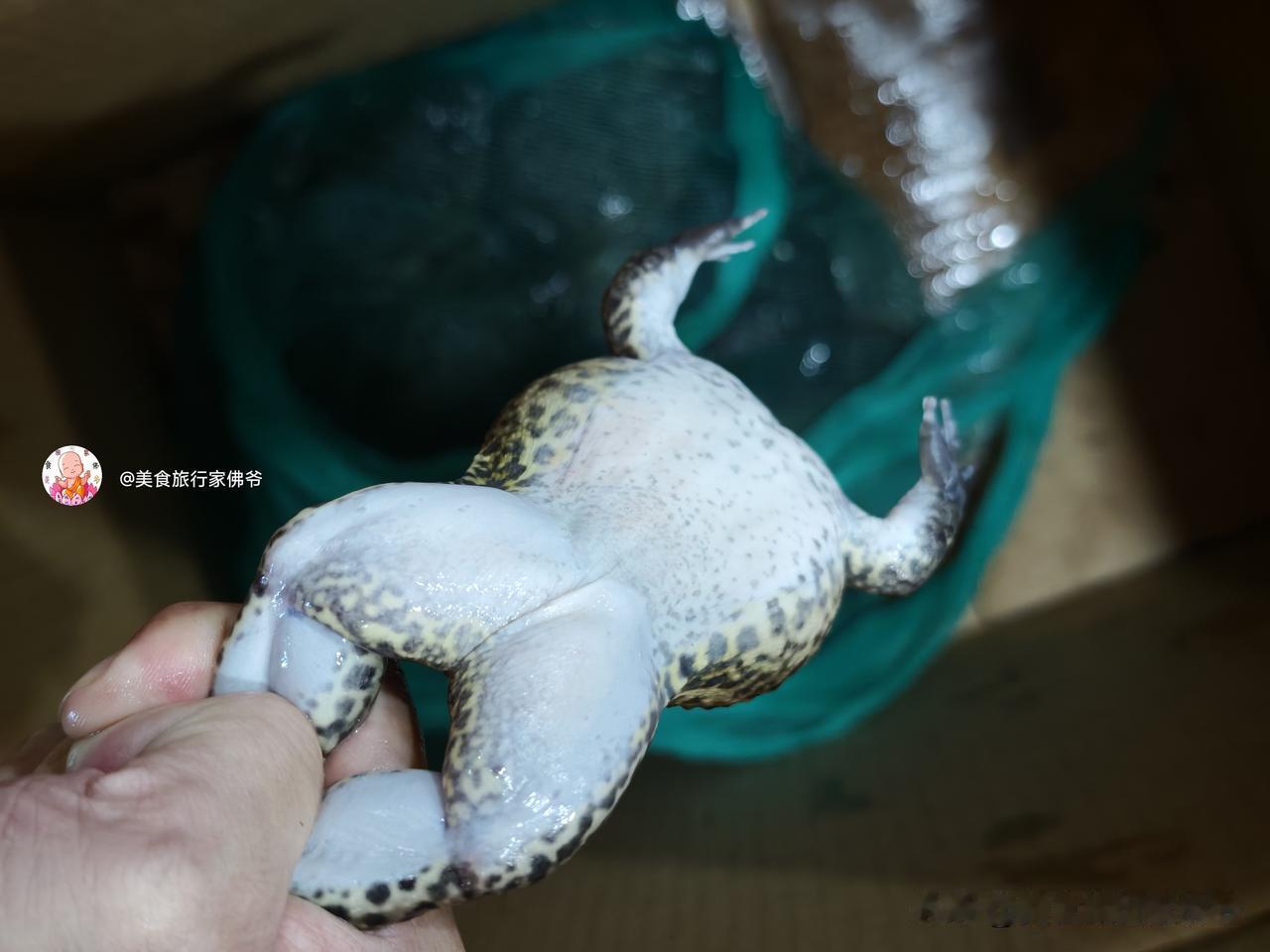 【卷完牛蛙卷石鳞，整只活石鳞炖罐才14元，福州这座城市到底怎么了？要消灭全蛙类吗