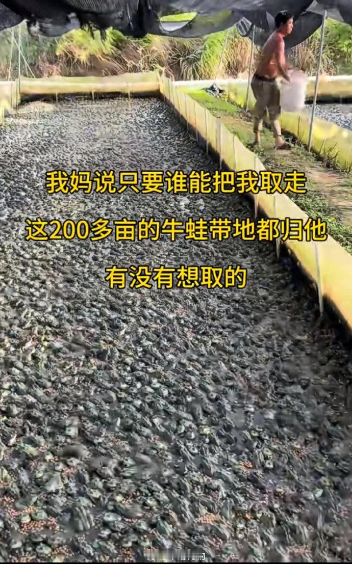 这牛蛙的养殖密度也太大了，无从下脚🦶，真是叹为观止！

多平台牛蛙抽检抗生素超