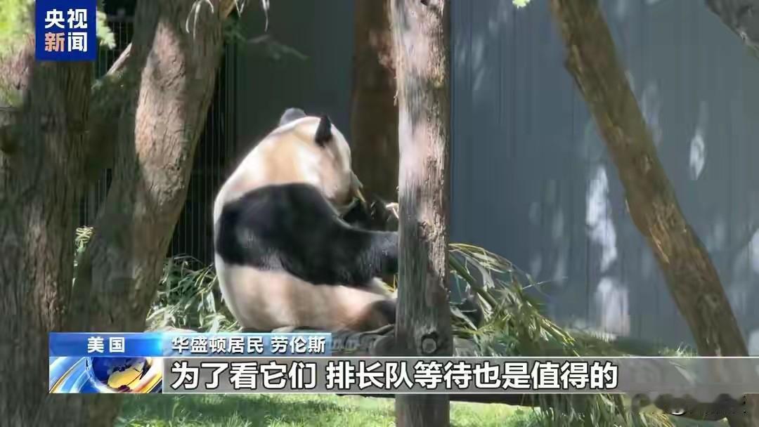 大熊猫“平平”“福双”27日启程赴美，美国人到底有多爱大熊猫？

9月27日，成