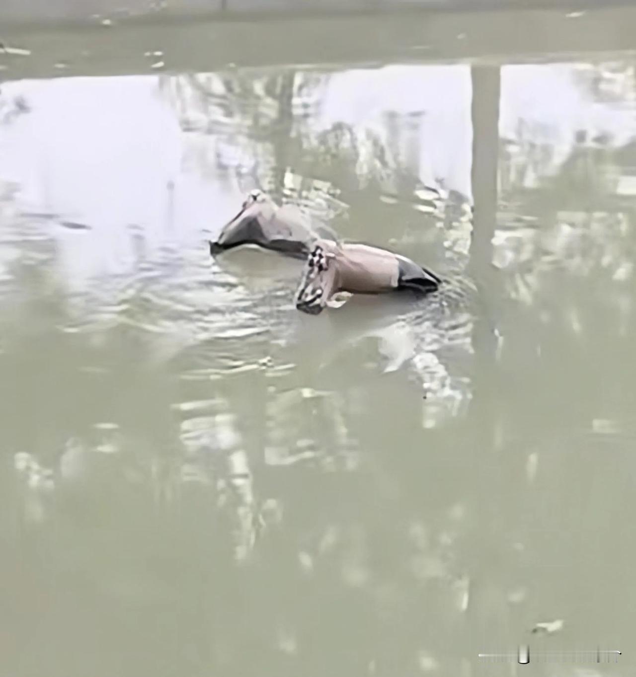 11月4日，上海松江，一男子在骑行时看到一双雨靴漂浮在河中，男子当时很害怕，立即