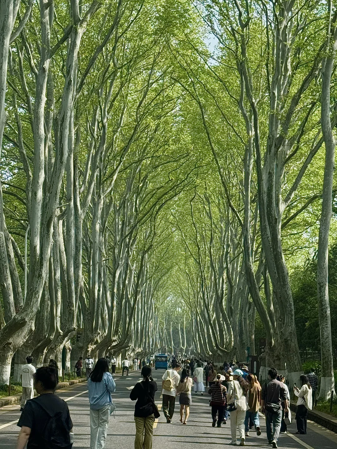 4.10南京梧桐大道实况