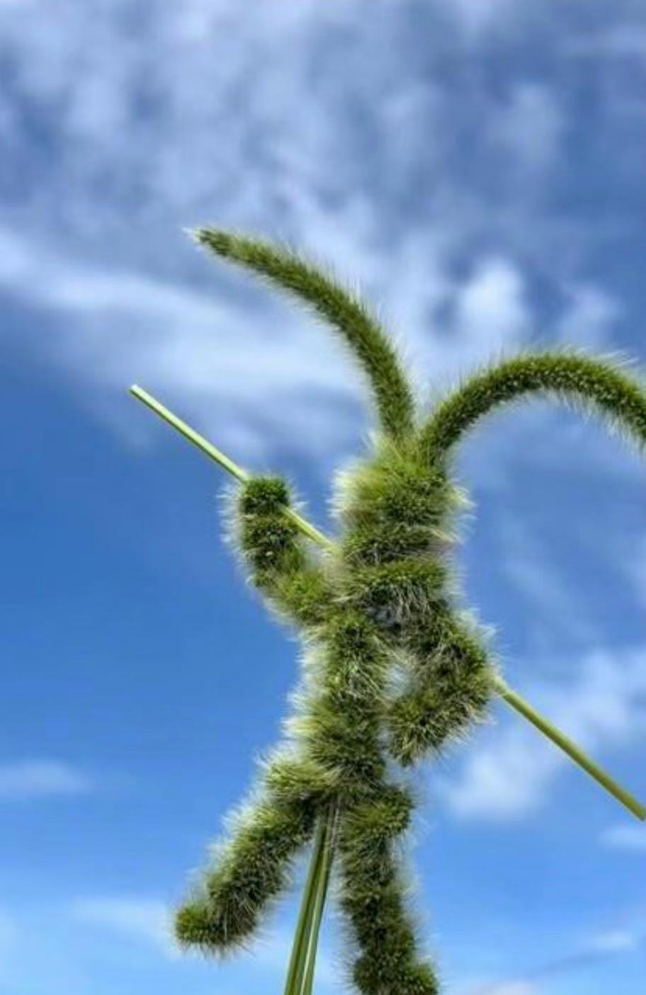 草儿随风舞，天空一片晴朗。晴朗的午后天空 蓝天白云自然风 蓝天绿叶治愈系 树枝繁