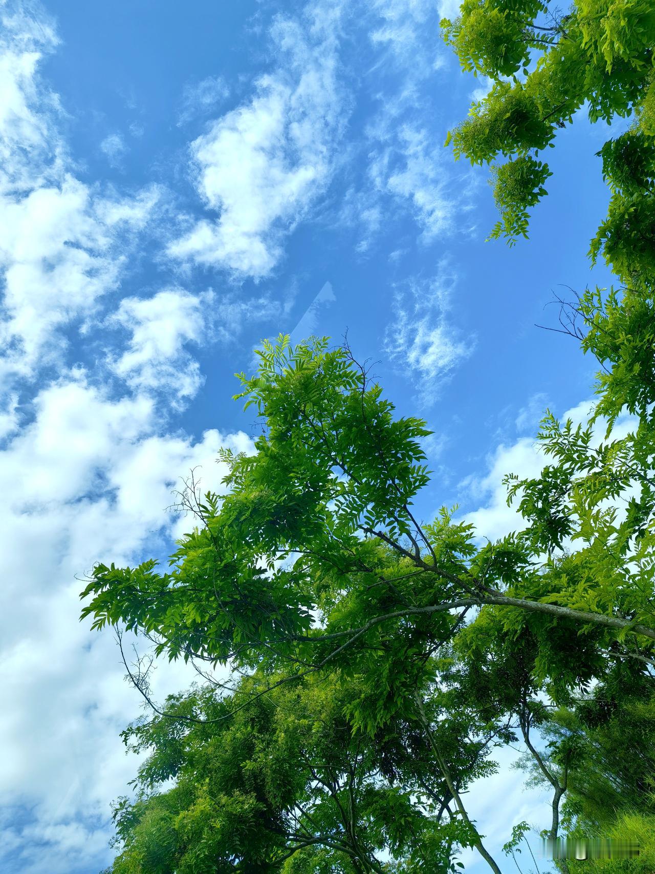 昨天去乡下摘瓜的地方，景色是真的超级漂亮！蓝天干净得像被洗过一样，大朵大朵的白云