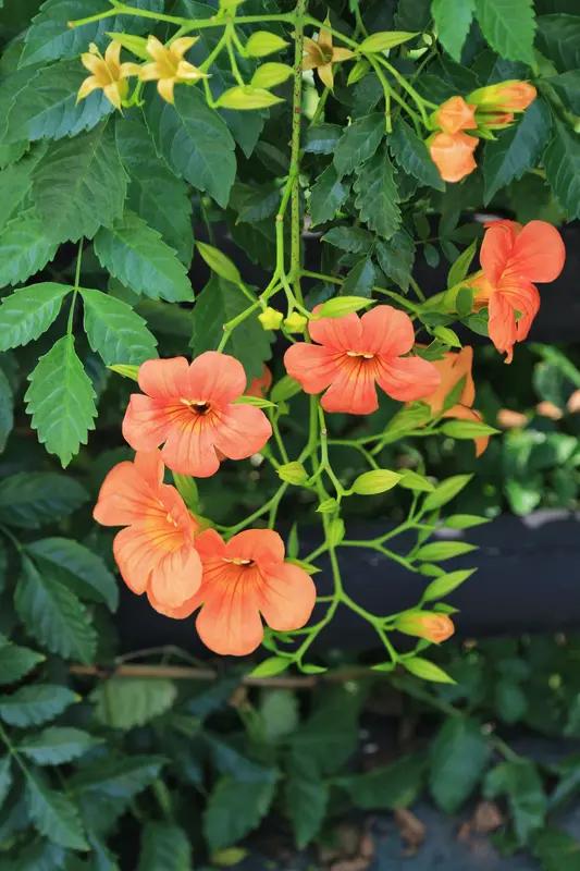 母亲称儿子偷拿家中黄金后失联 河南洛阳的郎女士太闹心了，29岁的儿子借着回家做饭