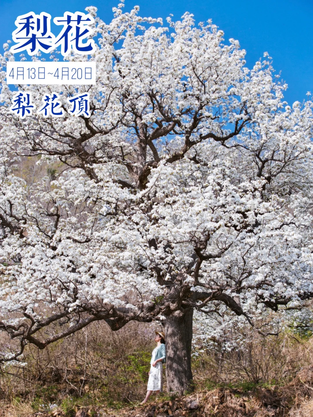 春哥私藏 ，17个北京春季赏花胜地花期攻略