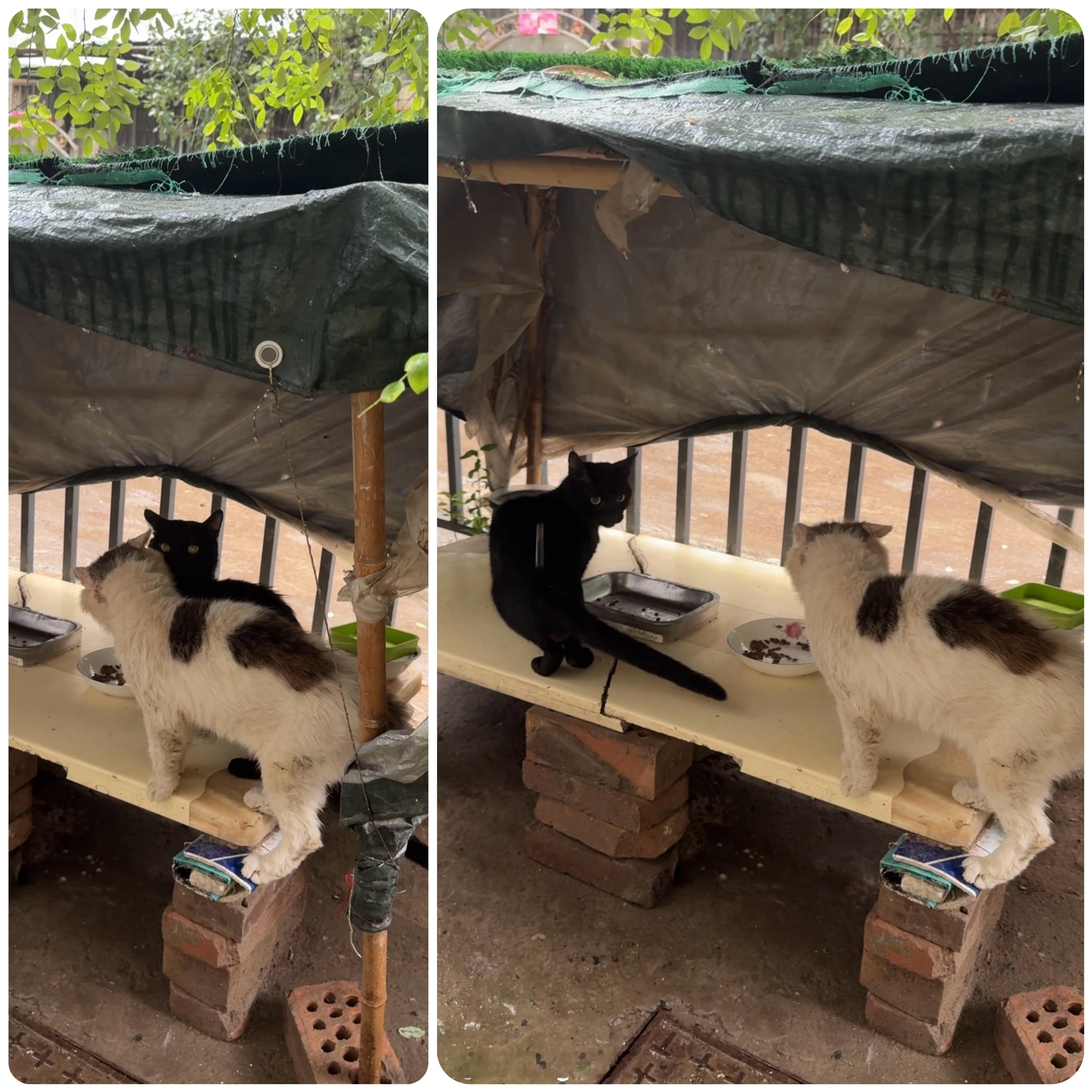 周六愉快(≧ｗ≦)早上好呀又下雨啦猫猫们在棚子底下躲雨放了猫粮它们就开始吃了小黑