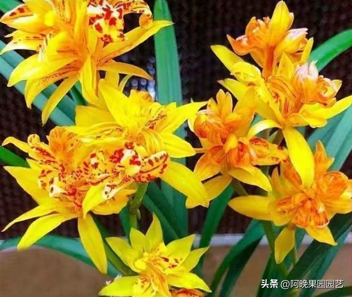 养兰花别瞎折腾，记住这几句就够了兰花 
很多人都说兰花难养，黄叶烂根、不开花，其