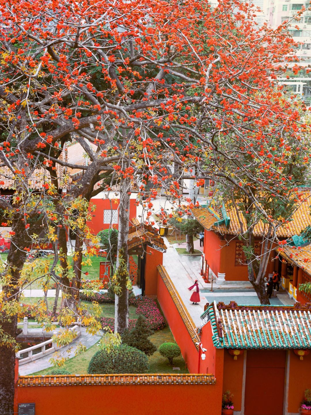 春色满园关不住🌺广州小故宫木棉花开好了！