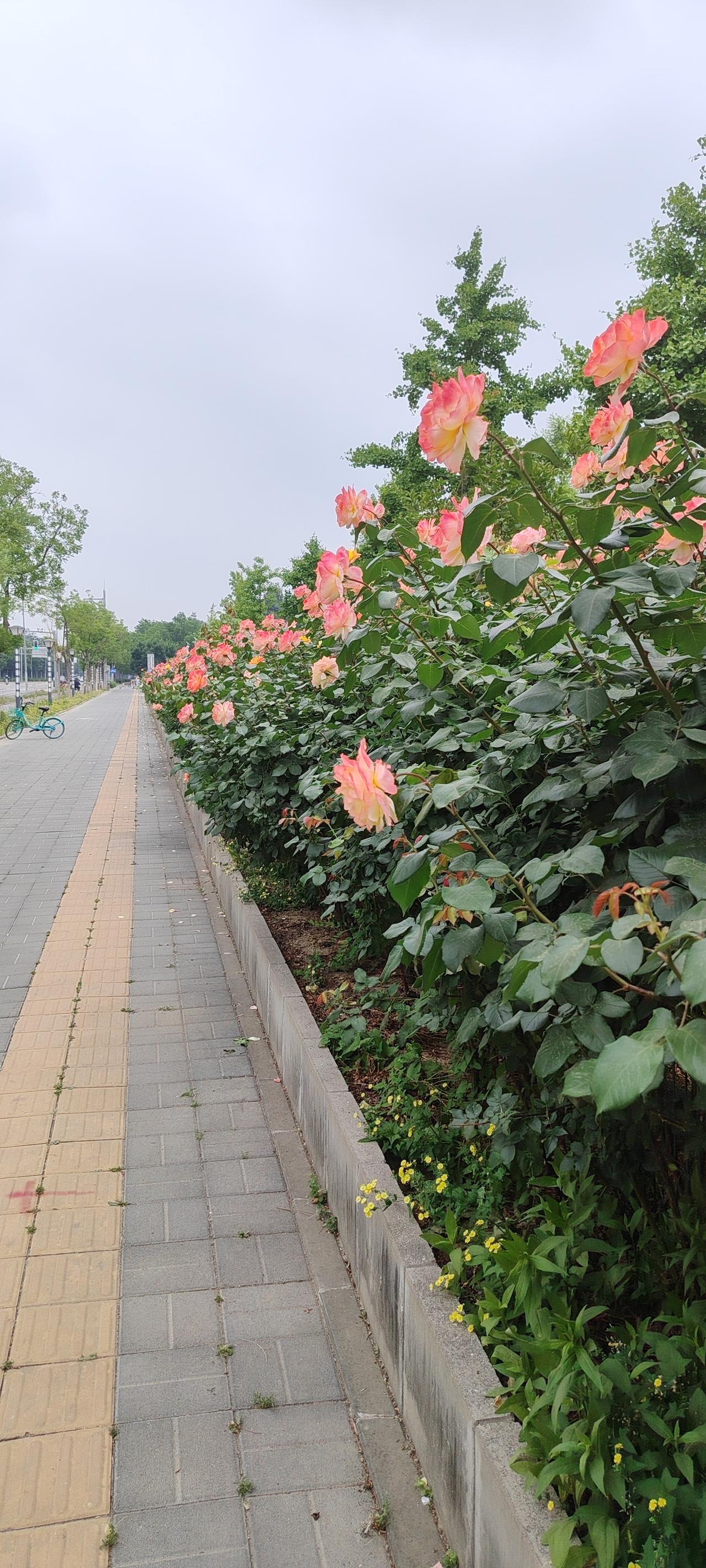 晒图笔记大赛纵使前路漫漫其修远，我也要以雷霆万钧之势，踏碎凌霄，放肆桀骜，活成这