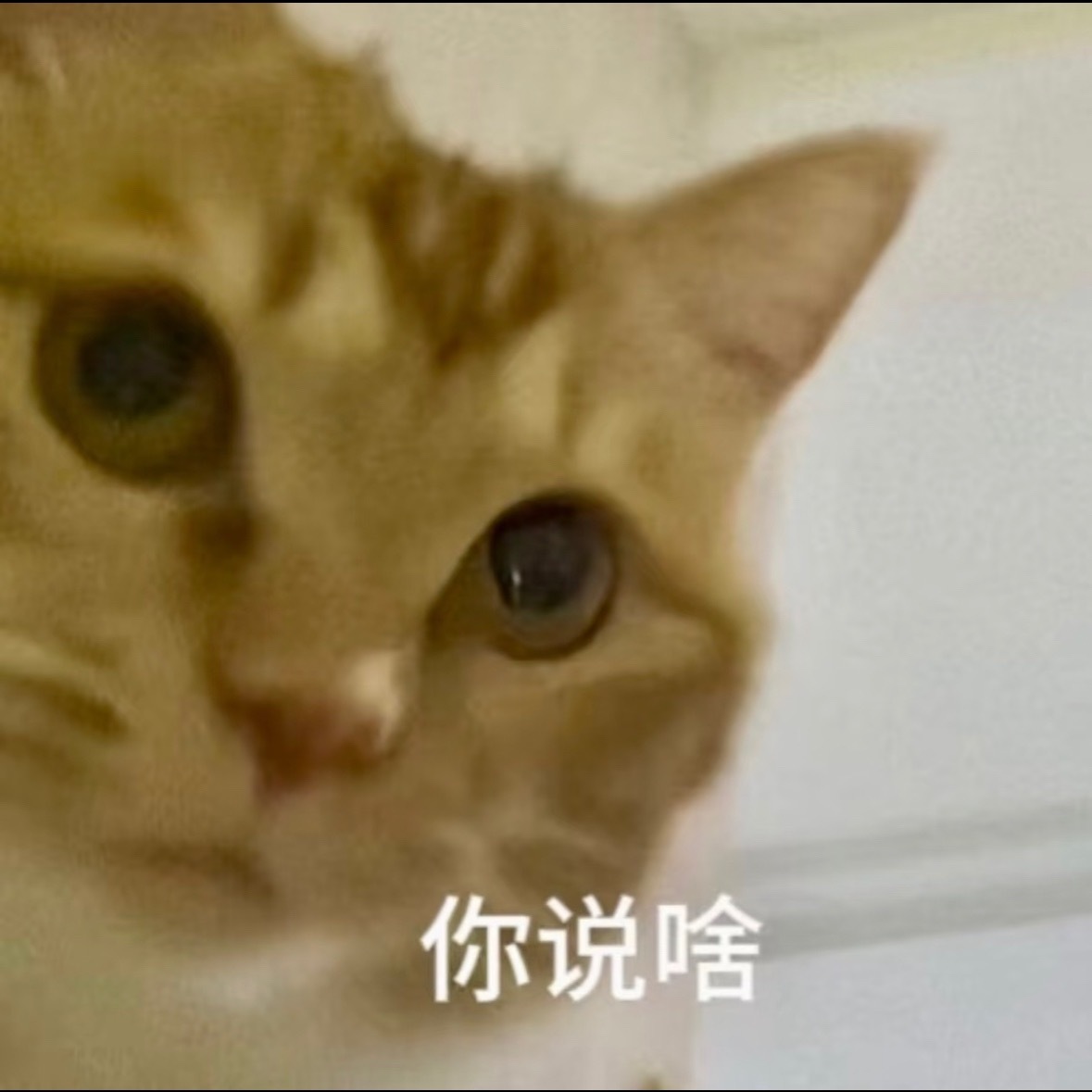 前两天，我说我要端着碗去地上吃，不上桌了。火山说不用，该传染早传染了。结果一个两