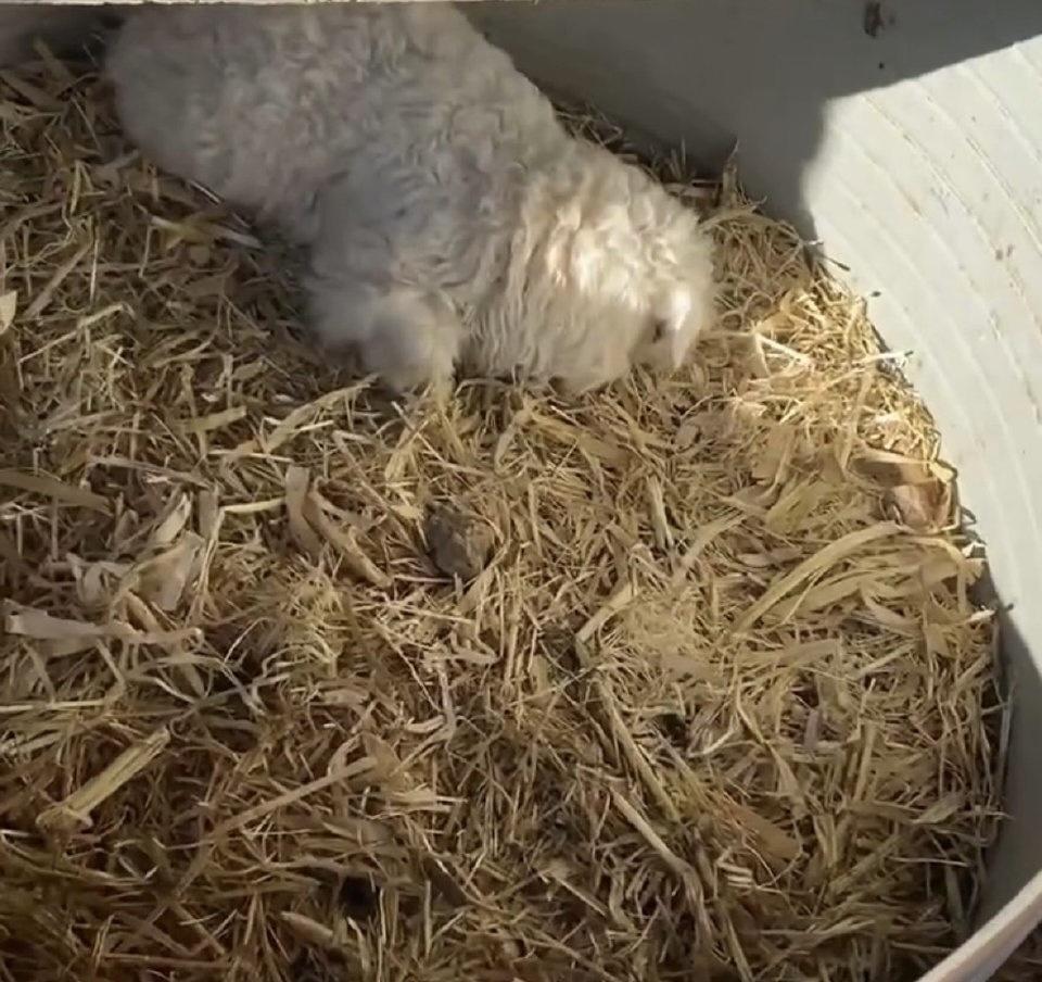 最近宁夏平罗有只小羊羔可真是“火出圈”了！这小家伙出生才10天左右，别的羊羔还在