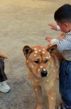 大黄成了小朋友的玩伴[大笑][大笑][大笑]黄狗大黄 萌宠大黄 狗崽大黄