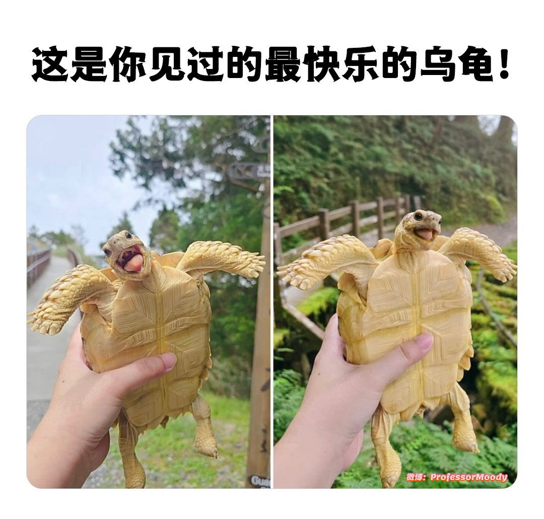 ヾ (ノ。meme