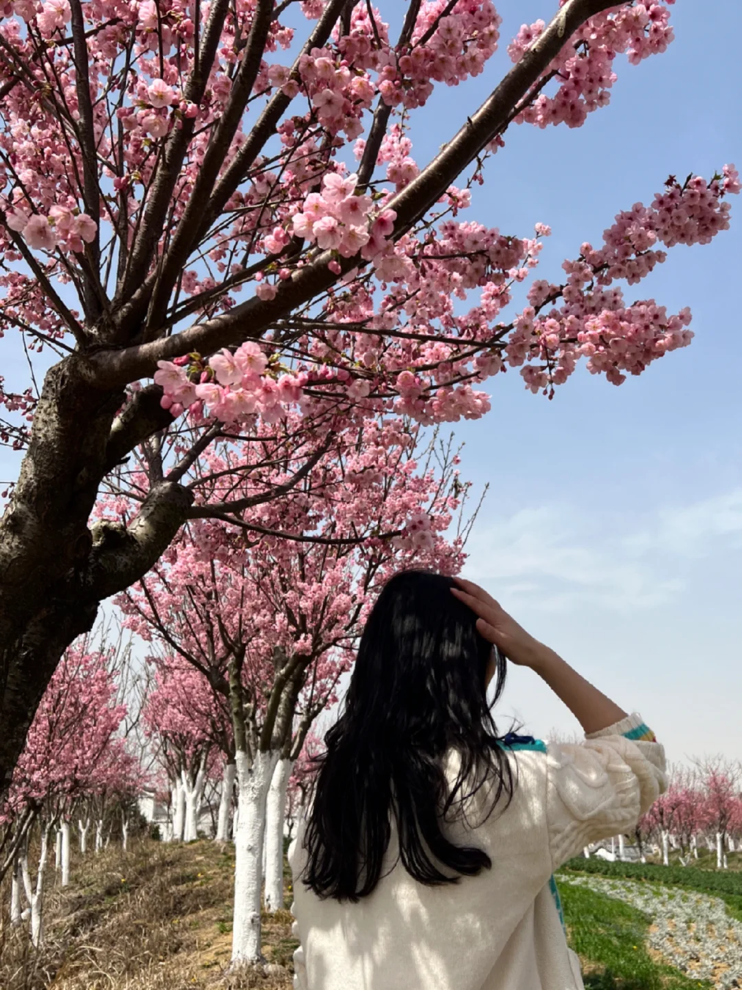 求你别问了！3月武汉最全赏樱花攻略来了！