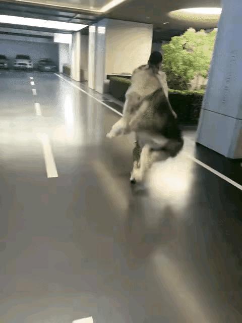 女性为何喜养大型犬
一位女子正与大型犬嬉戏，那犬站立起来足有一人高，往前一扑，女