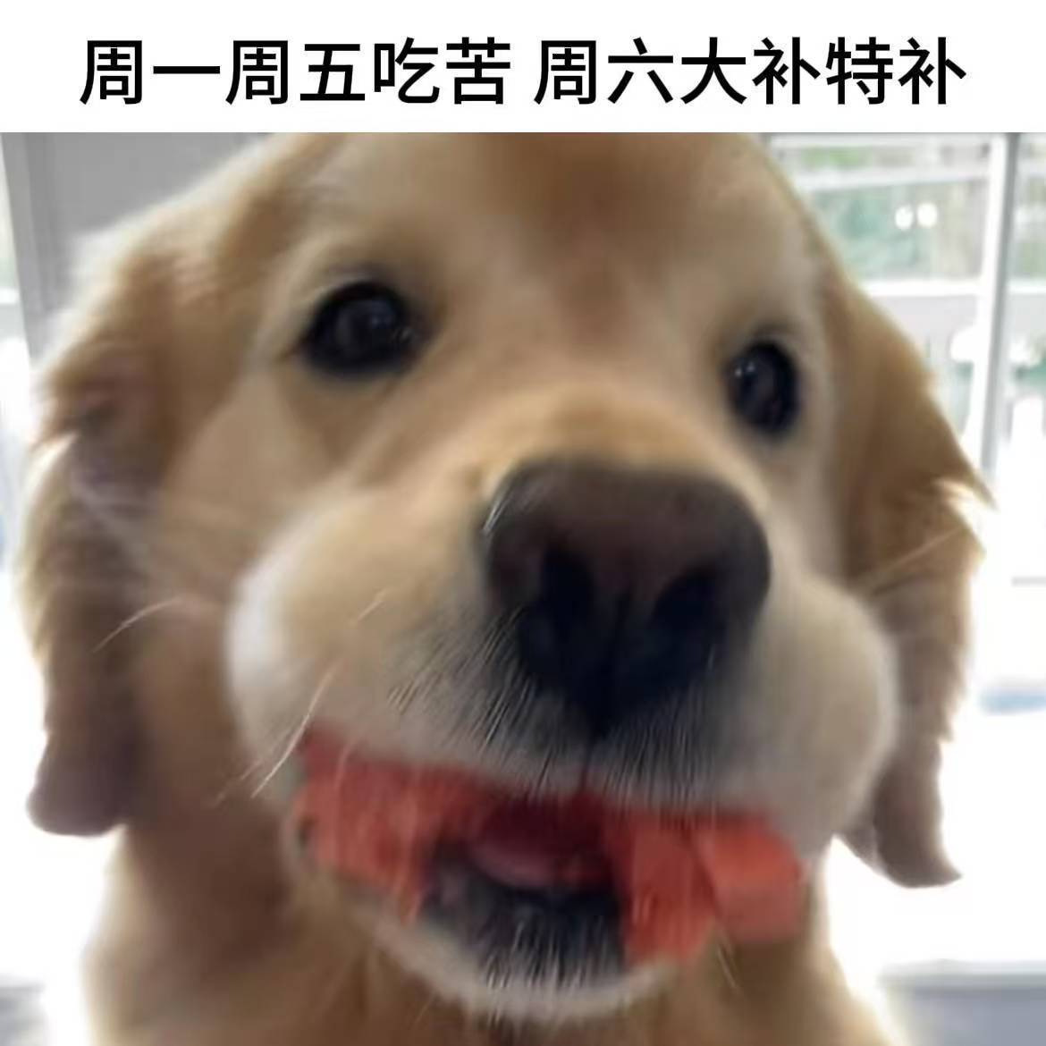 小狗meme演我一周状态meme