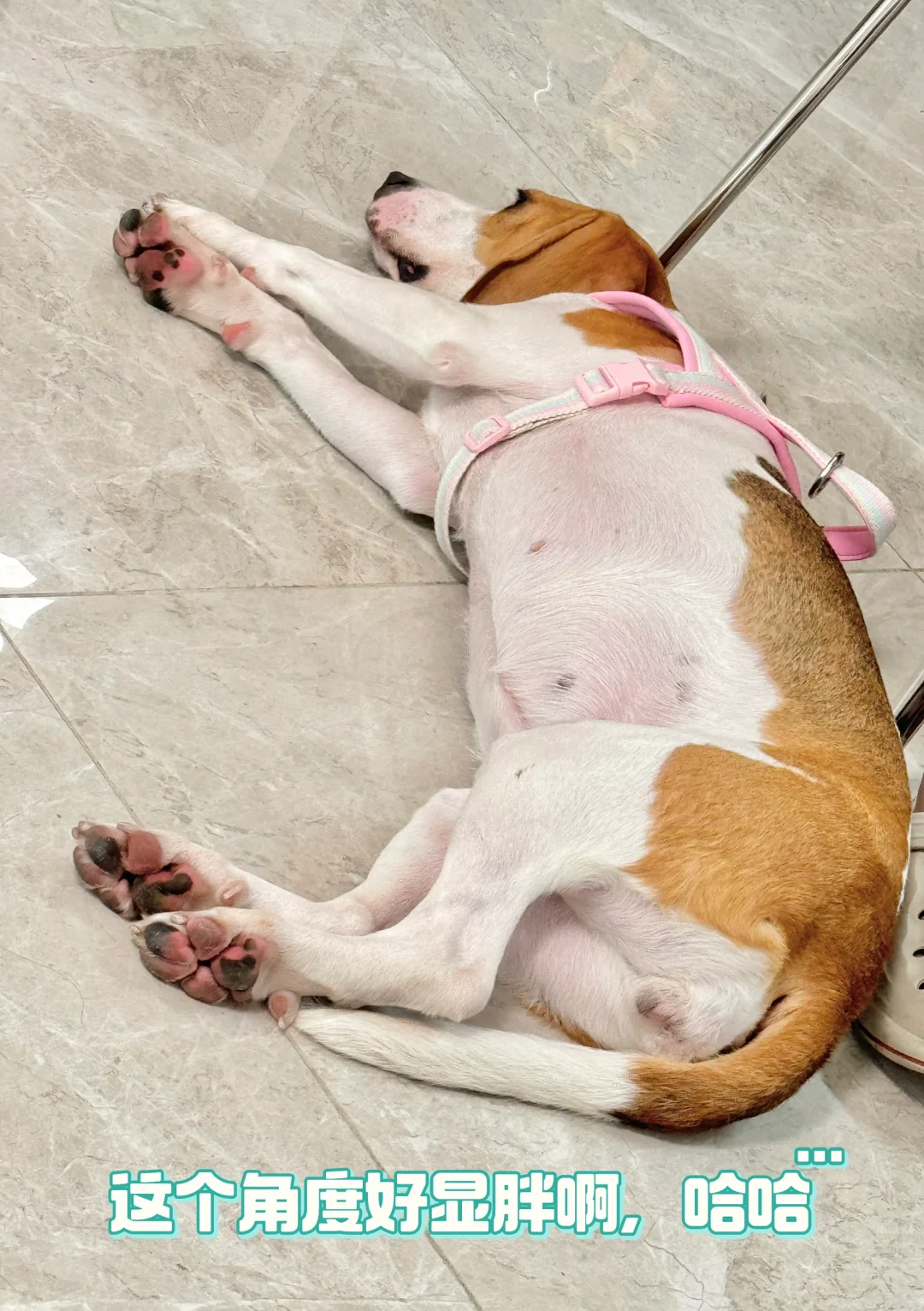 Lucky在ee家的一天