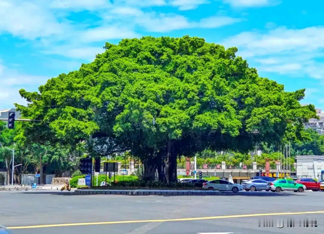 福州为何叫榕城？千年古榕，古人对抗酷暑的智慧
 
如今大家常说的新四大火炉，分别