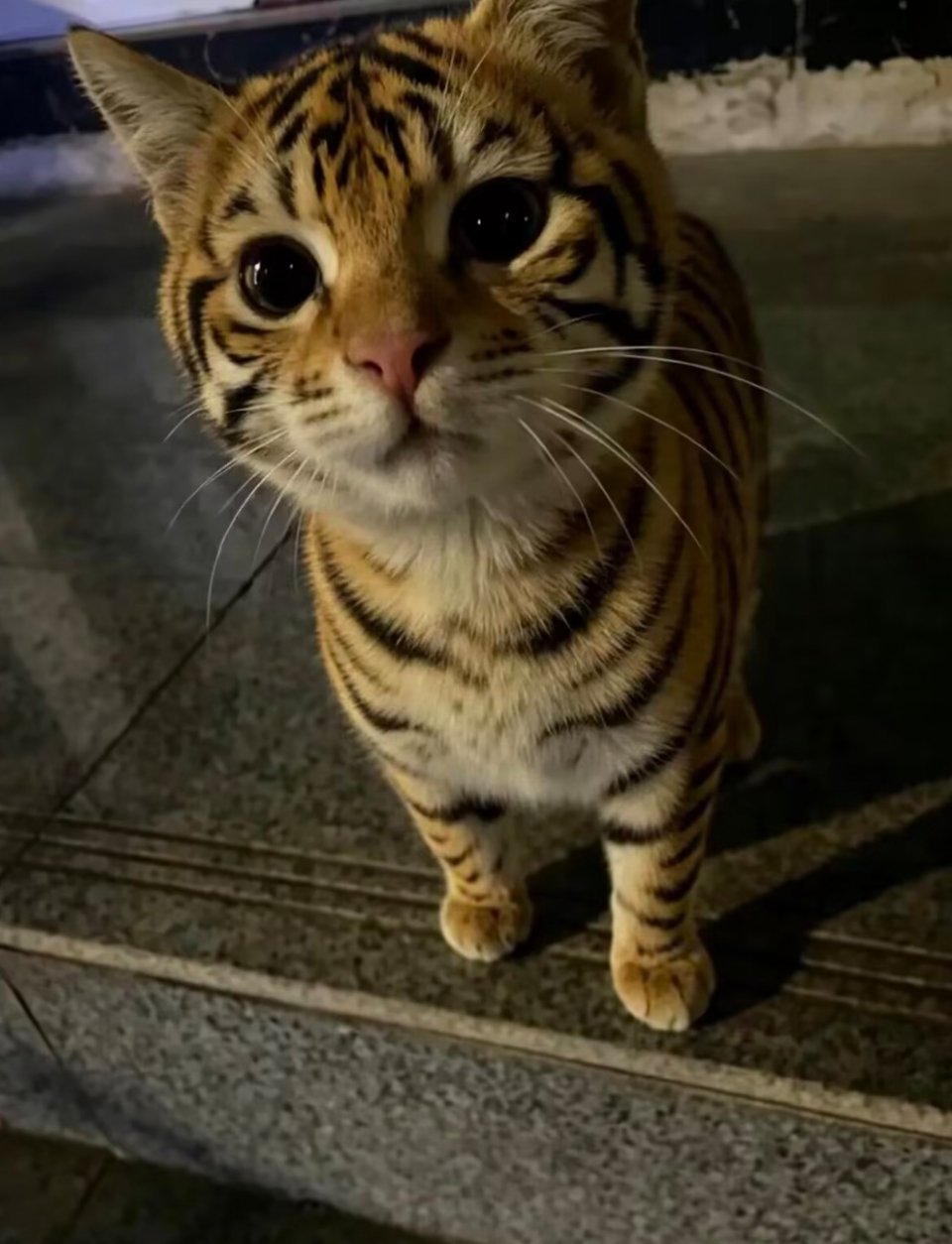 萌宠[超话] 这真不是一只小老虎？ ​​​