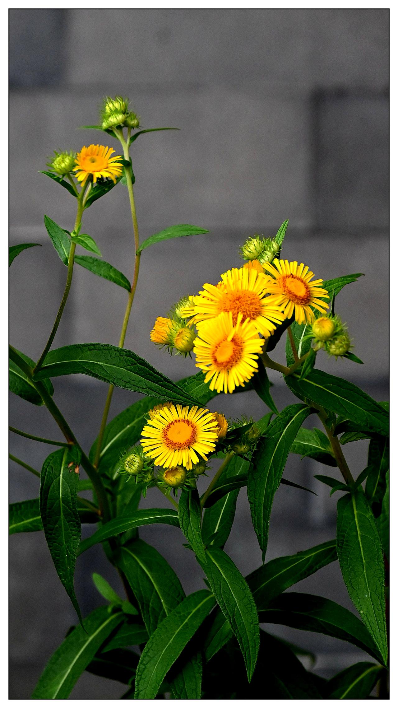 小黄菊花