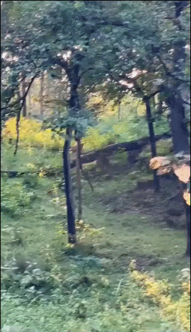 豺将豹追杀上树 ​​​