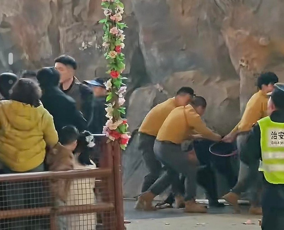 #黑熊饲养员说这下我们出名了#黑熊突然扑倒驯兽员，在表演的过程当中突发了这一幕，